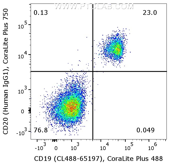 1X10^6 human PBMCs were surface co-stained with CoraLite Plus 488 Anti-Human CD19 (CL488-65197, Clone:4G7), and Anti-Human CD20 (Human IgG1) labeled with FlexAble 2.0 CoraLite® Plus 750 Kit (KFA607). Cells were not fixed. Lymphocytes were gated.
