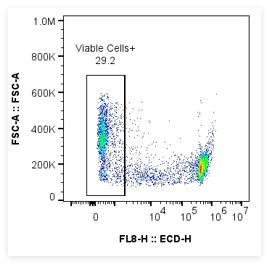 活细胞染色，大鼠脾细胞，经热处理后进行染色。