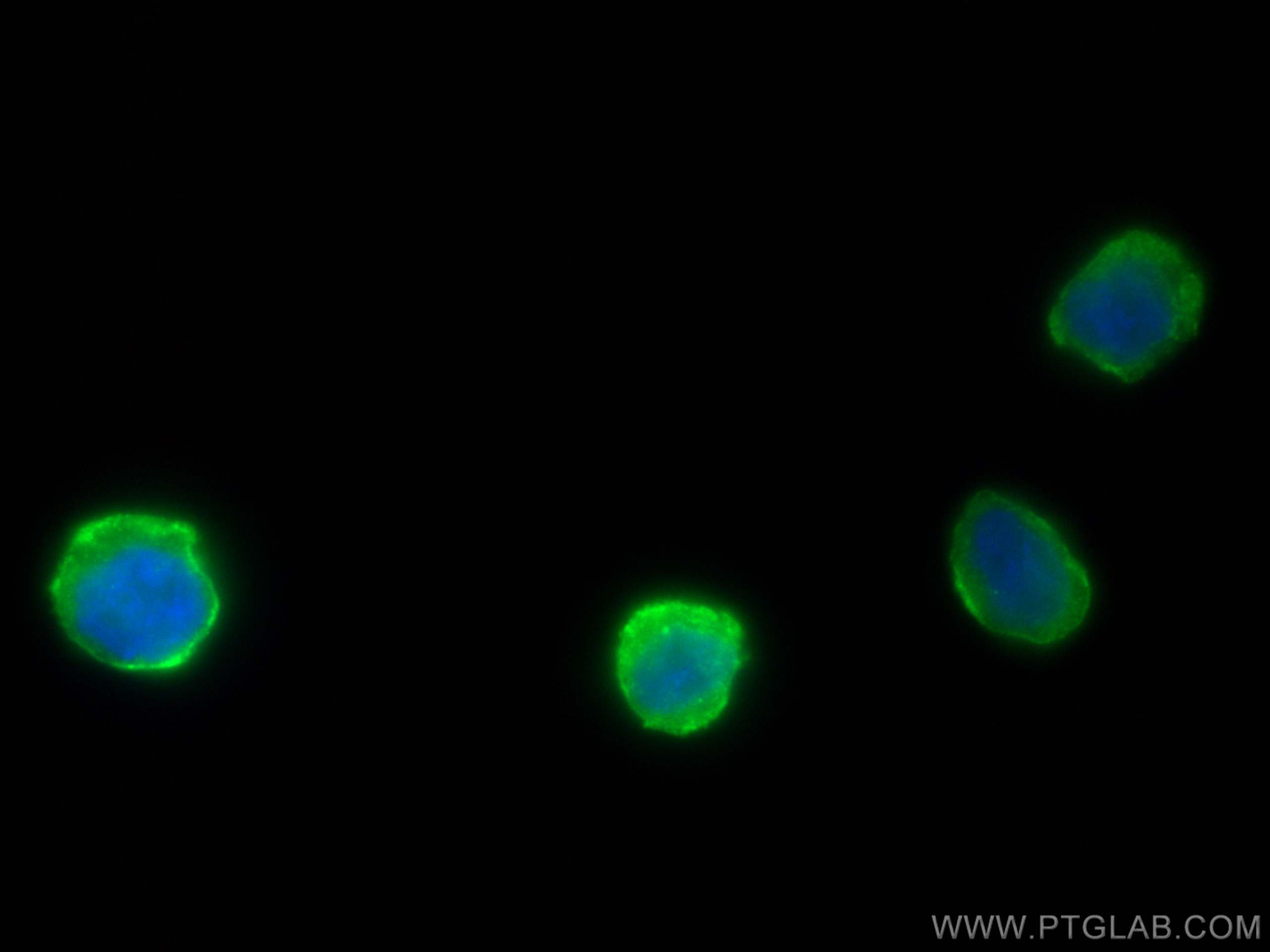 IF Staining of THP-1 using 13566-1-AP