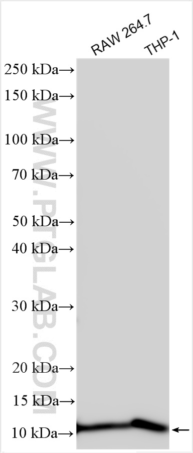 WB analysis using 13566-1-AP