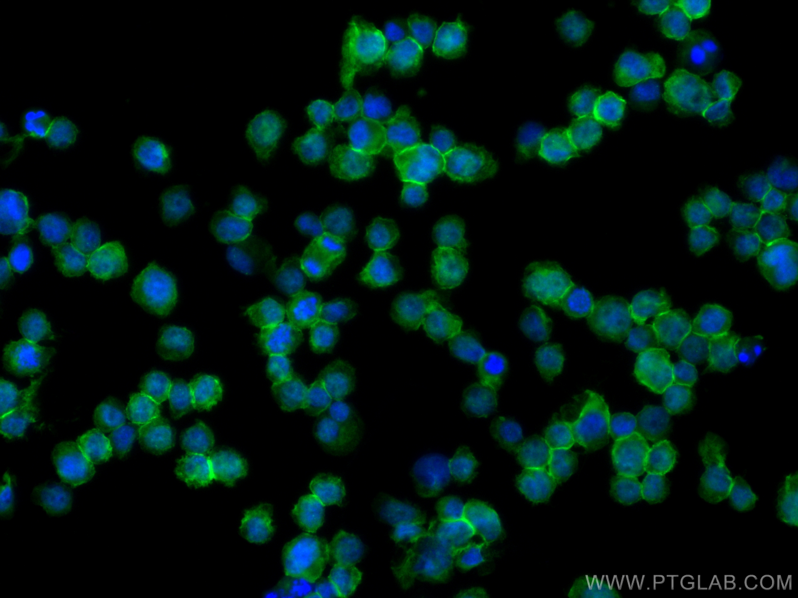 IF Staining of THP-1 using 27563-1-AP