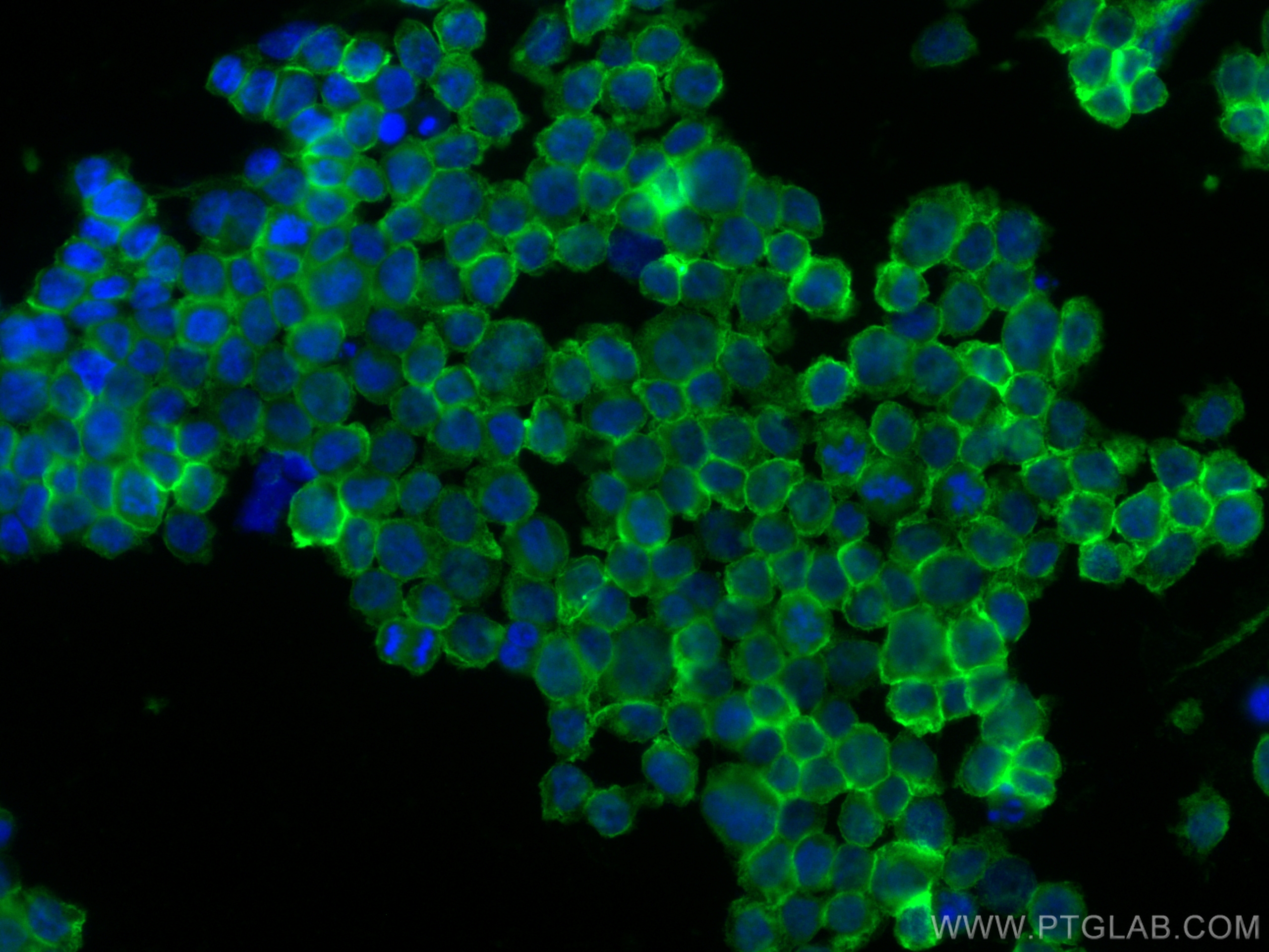 IF Staining of THP-1 using 15625-1-AP