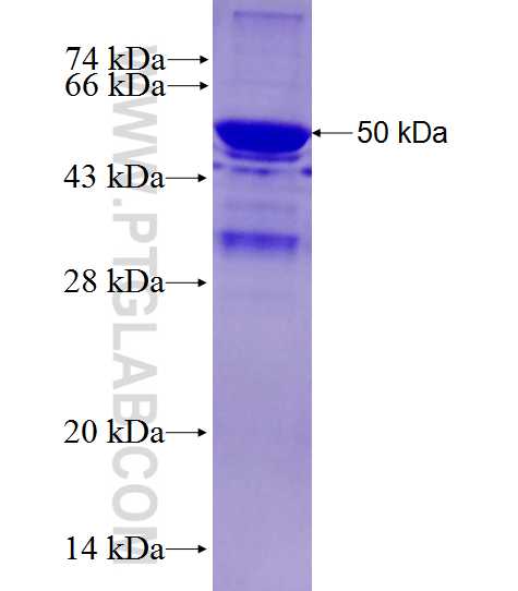 FCHSD2 fusion protein Ag27818 SDS-PAGE