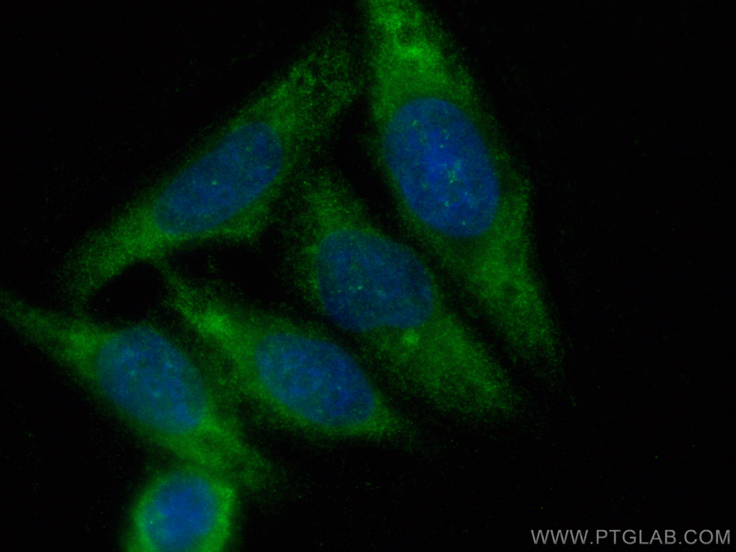 IF Staining of HepG2 using CL488-83020