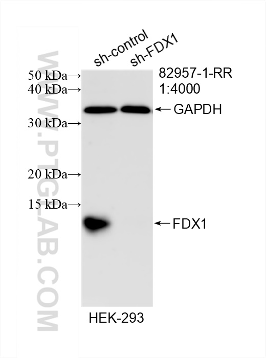 WB analysis of HEK-293 using 82957-1-RR (same clone as 82957-1-PBS)