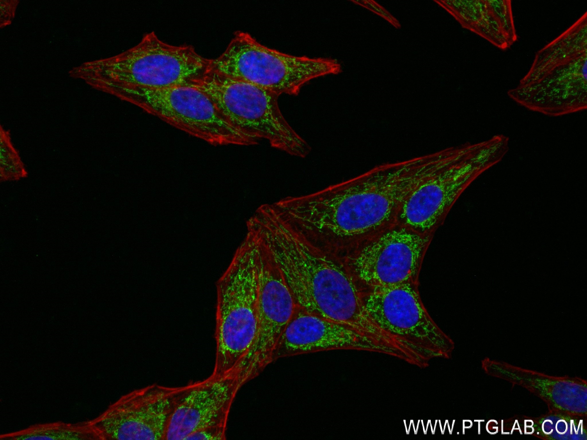 IF Staining of HepG2 using 82957-2-RR