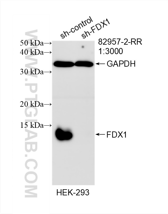 WB analysis of HEK-293 using 82957-2-RR