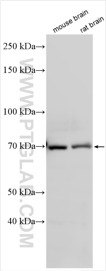 WB analysis using 14037-1-AP