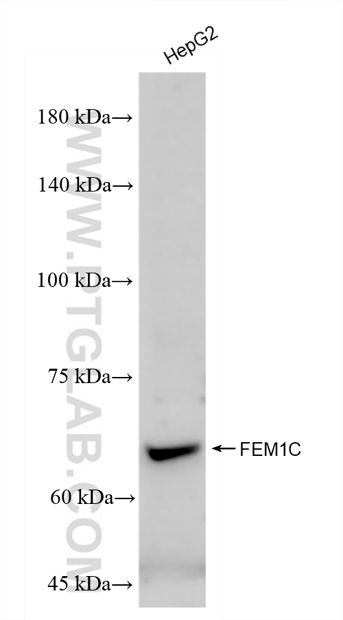 WB analysis of HepG2 using 83536-1-RR (same clone as 83536-1-PBS)