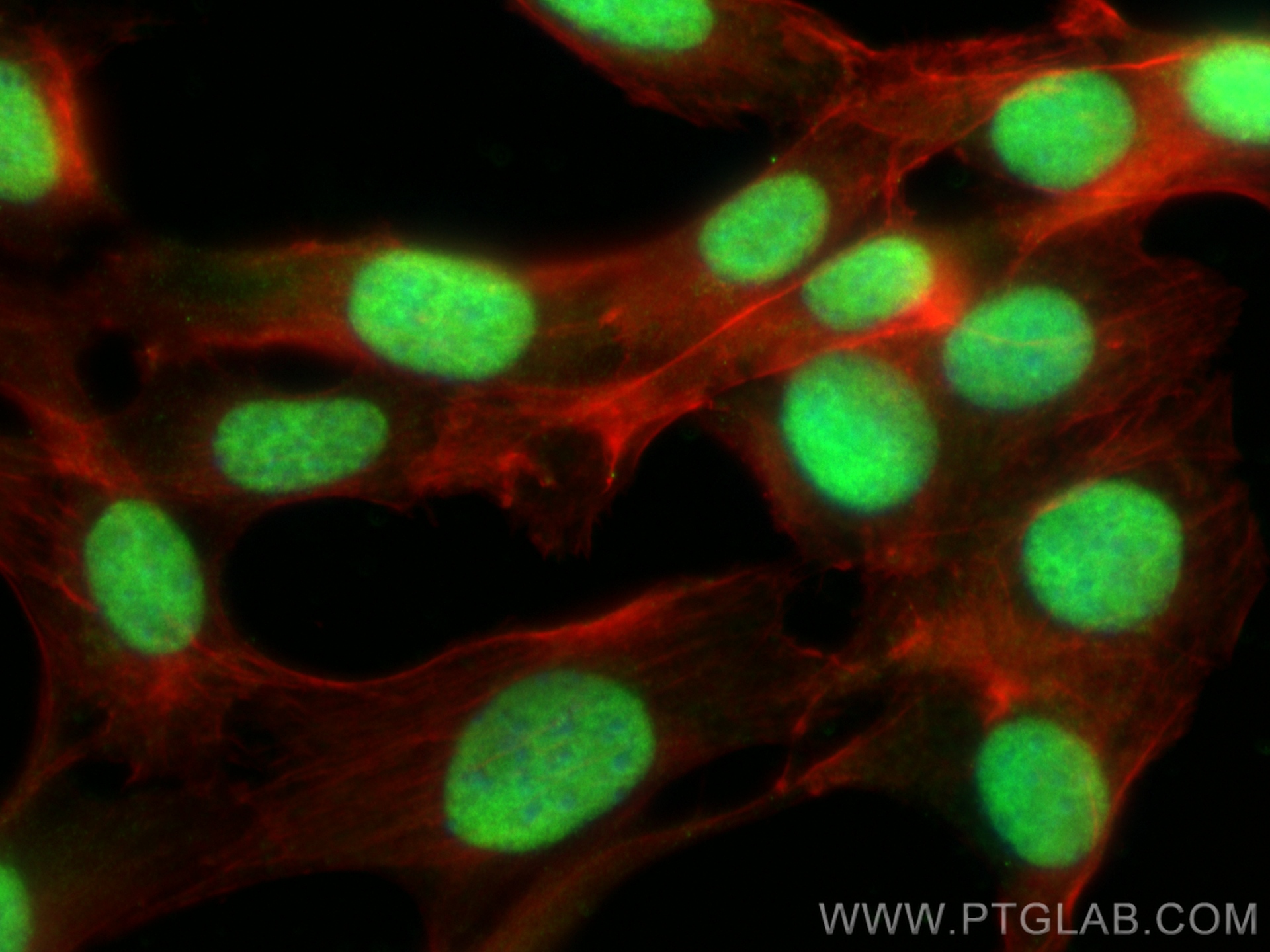 IF Staining of NIH/3T3 using 14768-1-AP