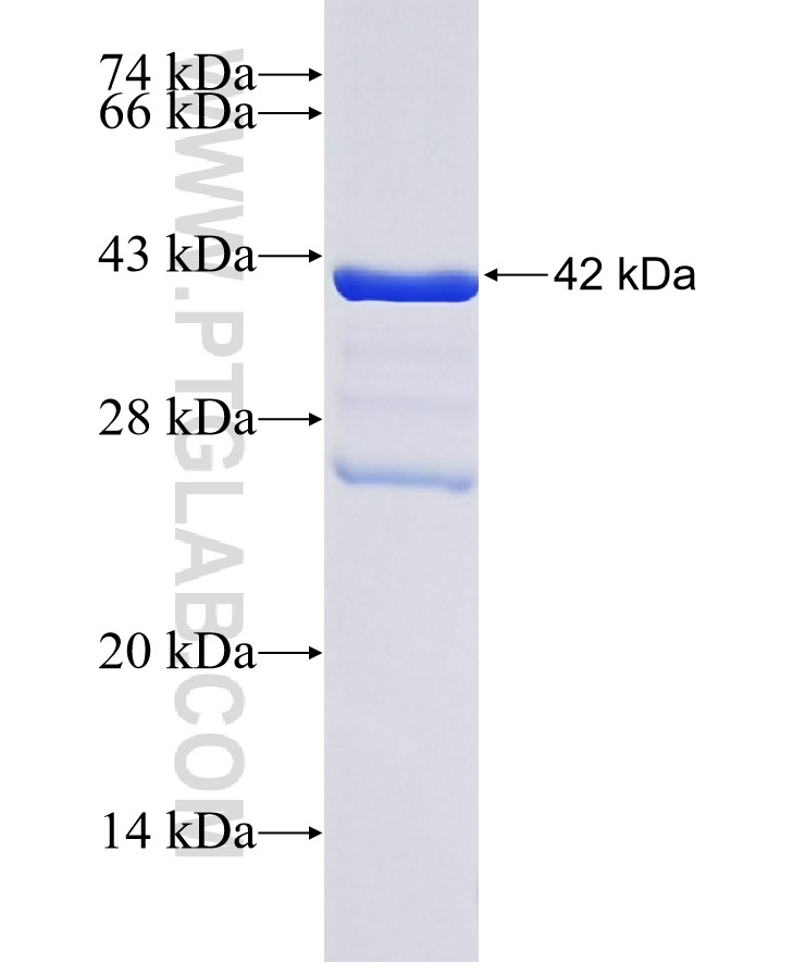 Kindlin 1 fusion protein Ag17543 SDS-PAGE