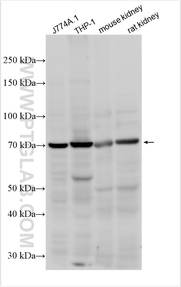 WB analysis using 18131-1-AP