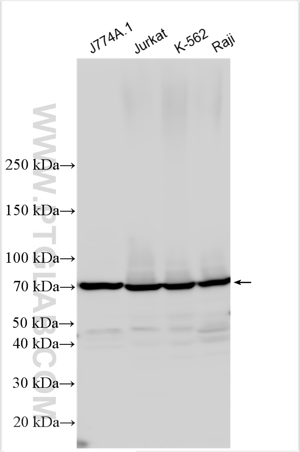 WB analysis using 18131-1-AP