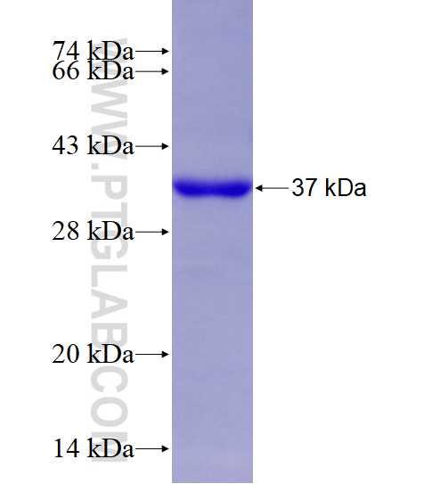 FES fusion protein Ag28108 SDS-PAGE