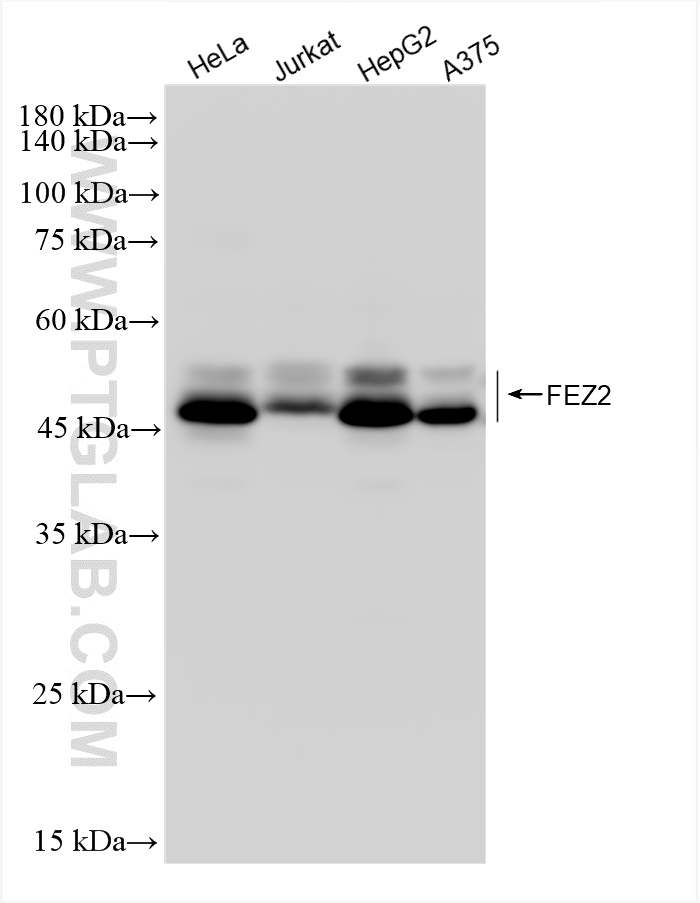 WB analysis using 83407-7-RR (same clone as 83407-7-PBS)