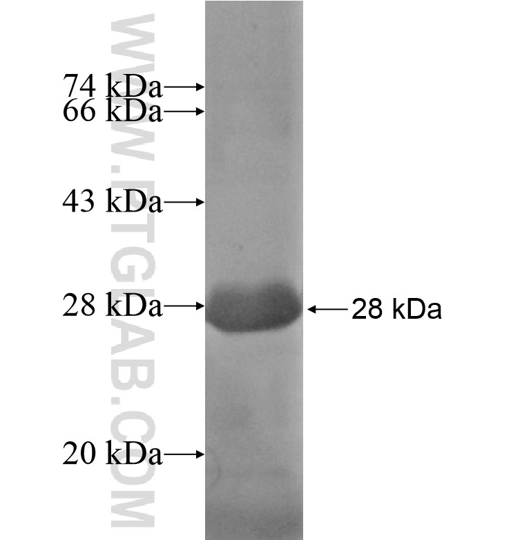 FEZ2 fusion protein Ag16918 SDS-PAGE