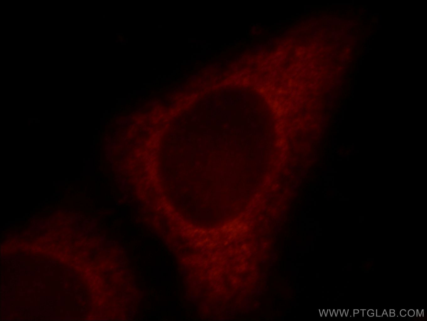 IF Staining of HepG2 using 20910-1-AP