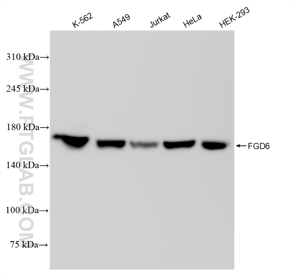 WB analysis using 83296-4-RR