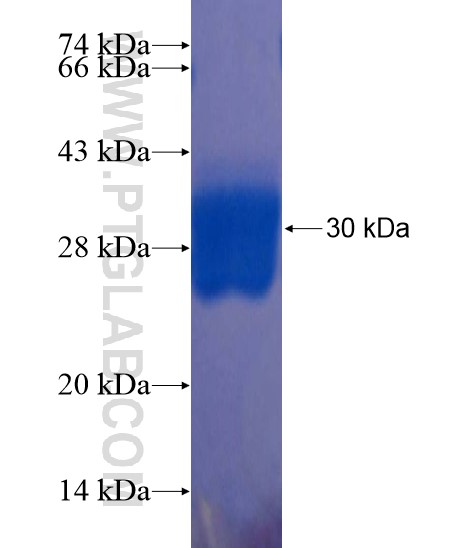 FGD6 fusion protein Ag22211 SDS-PAGE