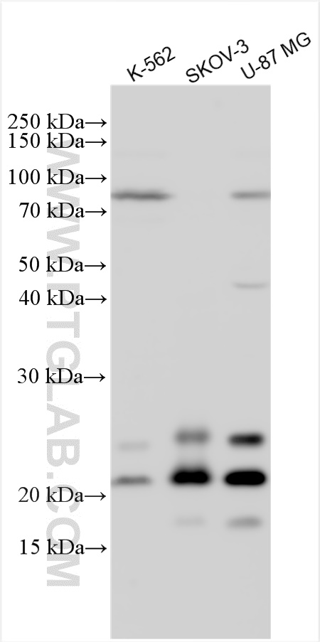 WB analysis using 30333-1-AP