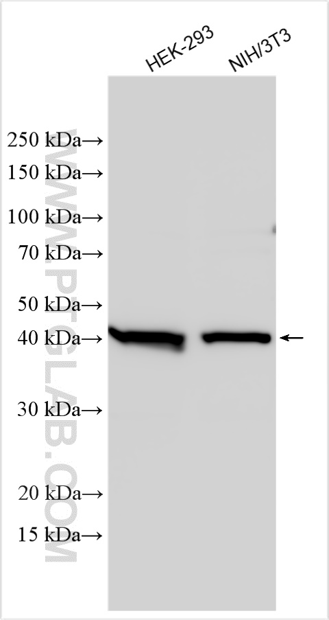 WB analysis using 29749-1-AP