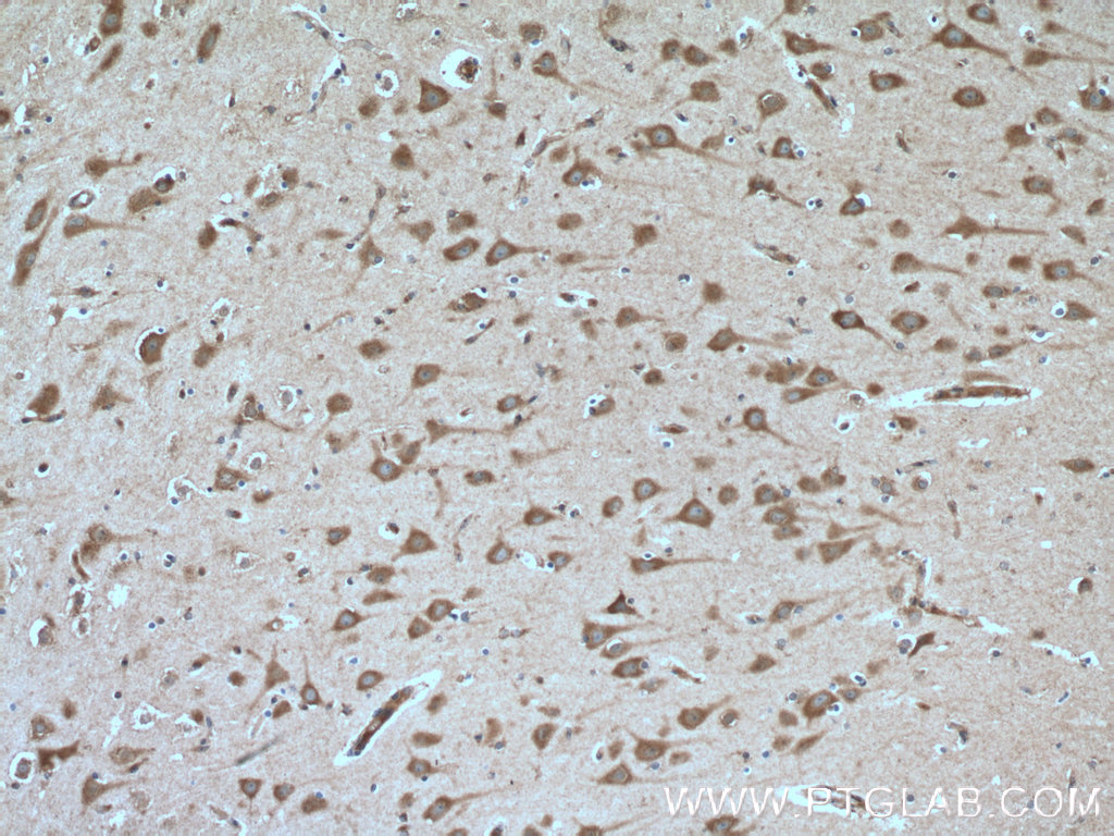 IHC staining of human brain using 26235-1-AP