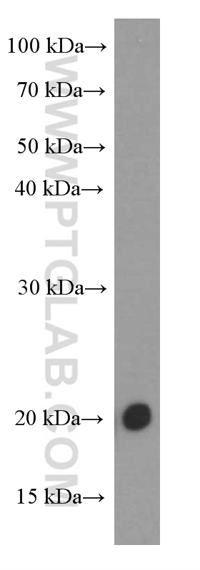 WB analysis of HT-1080 using 60341-1-Ig