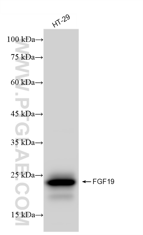 WB analysis of HT-29 using 84536-3-RR (same clone as 84536-3-PBS)