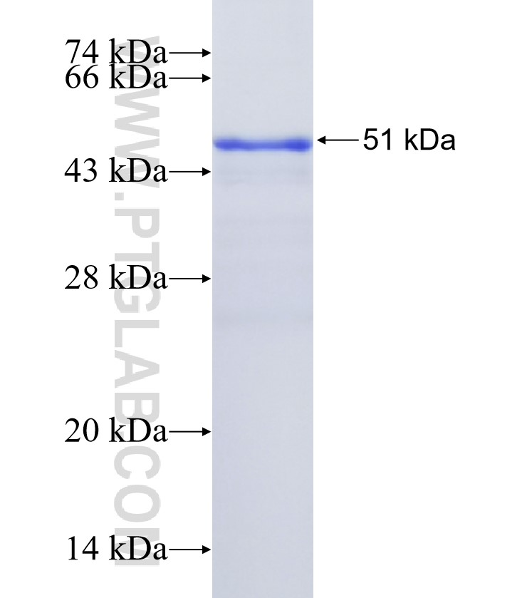 FGF23 fusion protein Ag34045 SDS-PAGE