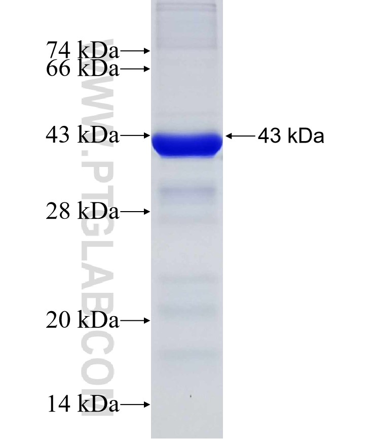 FGFR1 fusion protein Ag31801 SDS-PAGE