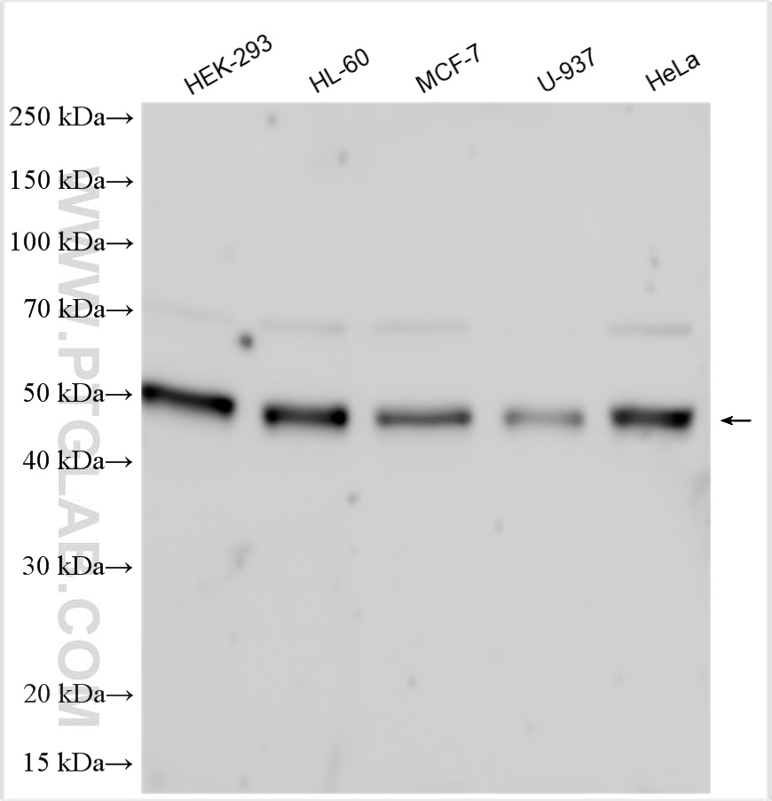 WB analysis using 11343-1-AP (same clone as 11343-1-PBS)