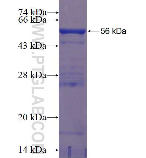 FGFR2 fusion protein Ag23123 SDS-PAGE