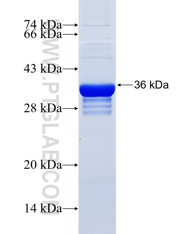 FGR fusion protein Ag34944 SDS-PAGE