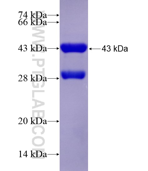 FIG4 fusion protein Ag28971 SDS-PAGE