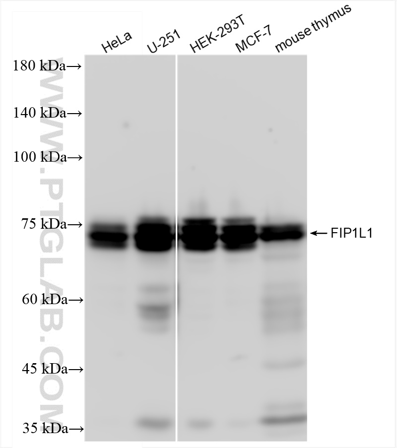 WB analysis using 83863-2-RR