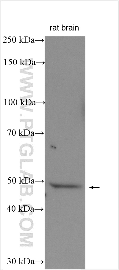 WB analysis of rat brain using 17417-1-AP