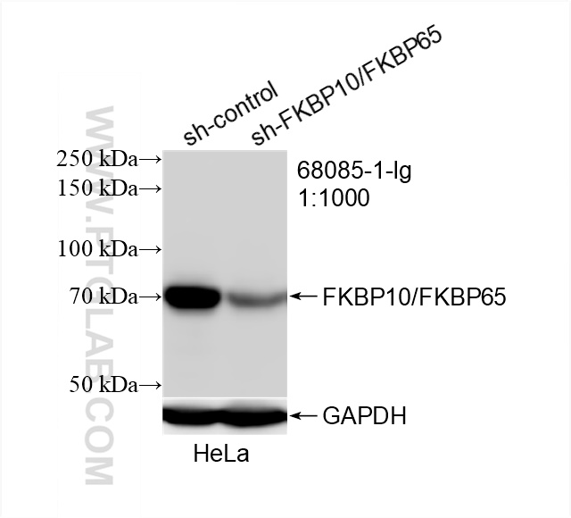 WB analysis of HeLa using 68085-1-Ig (same clone as 68085-1-PBS)