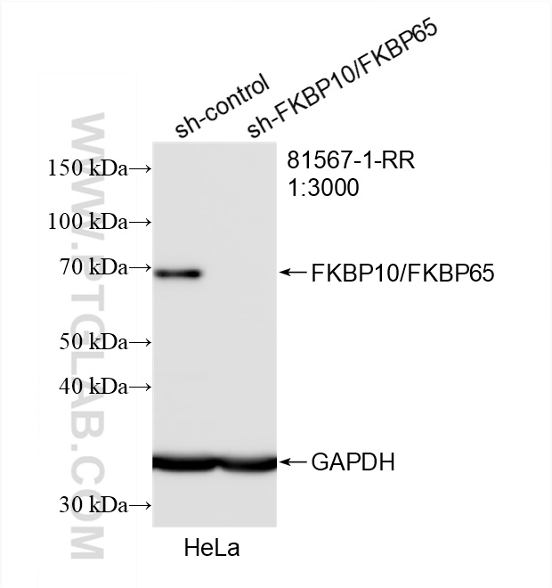 WB analysis of HeLa using 81567-1-RR