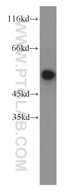 WB analysis of K-562 using 14155-1-AP