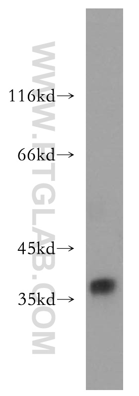 WB analysis of human testis using 13582-1-AP