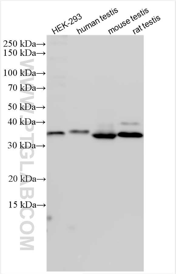 WB analysis using 19163-1-AP