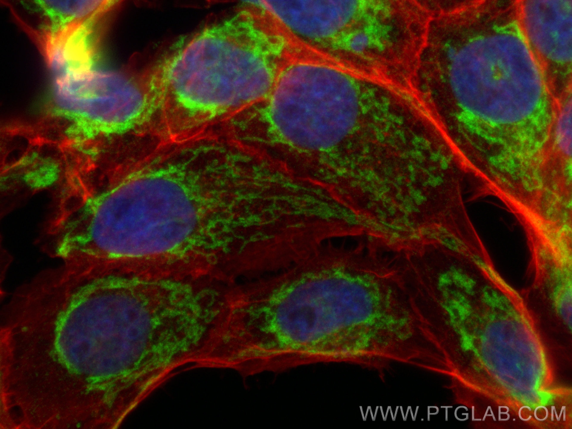 IF Staining of A431 using CL488-66690