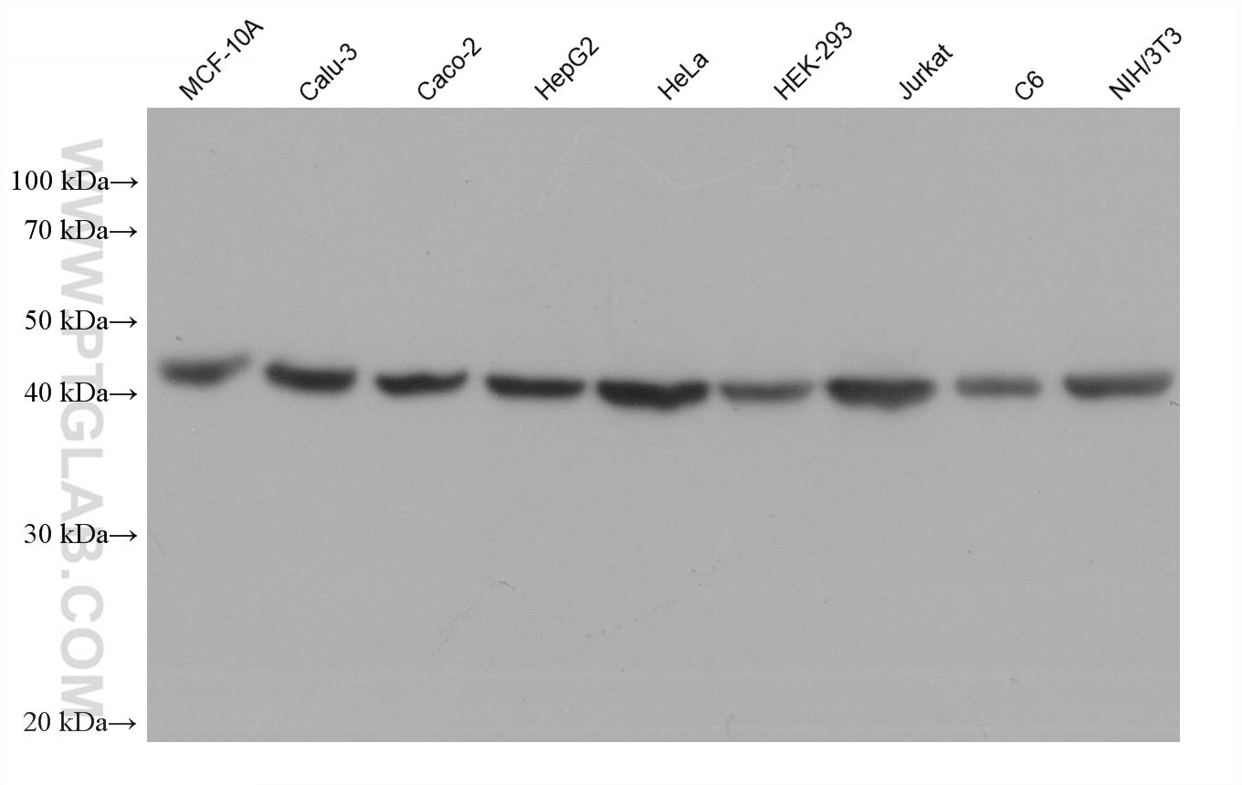 WB analysis using 66389-1-Ig