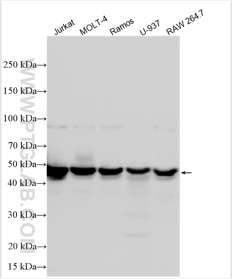 WB analysis using 11347-1-AP