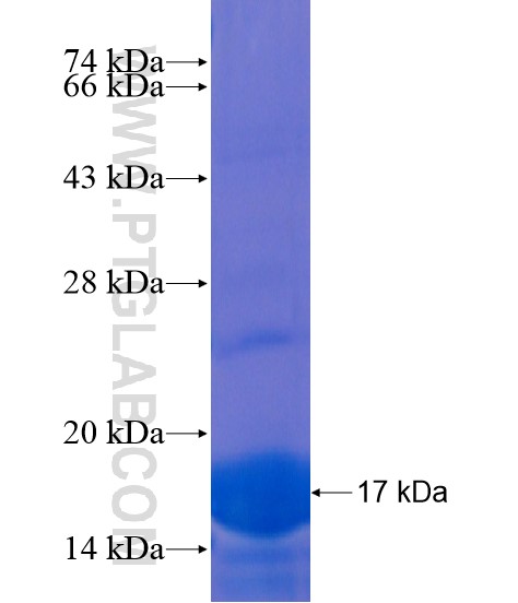 FLYWCH2 fusion protein Ag21577 SDS-PAGE