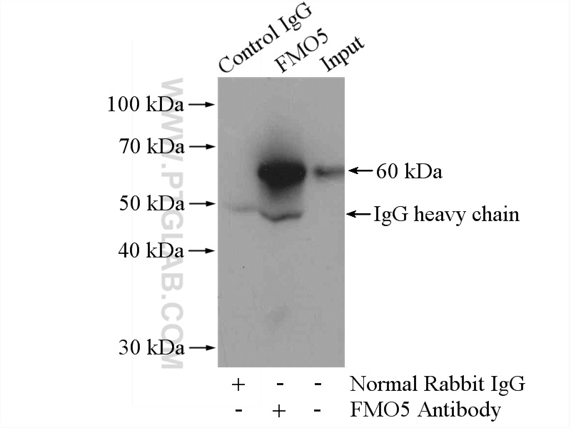 IP experiment of mouse lung using 13699-1-AP