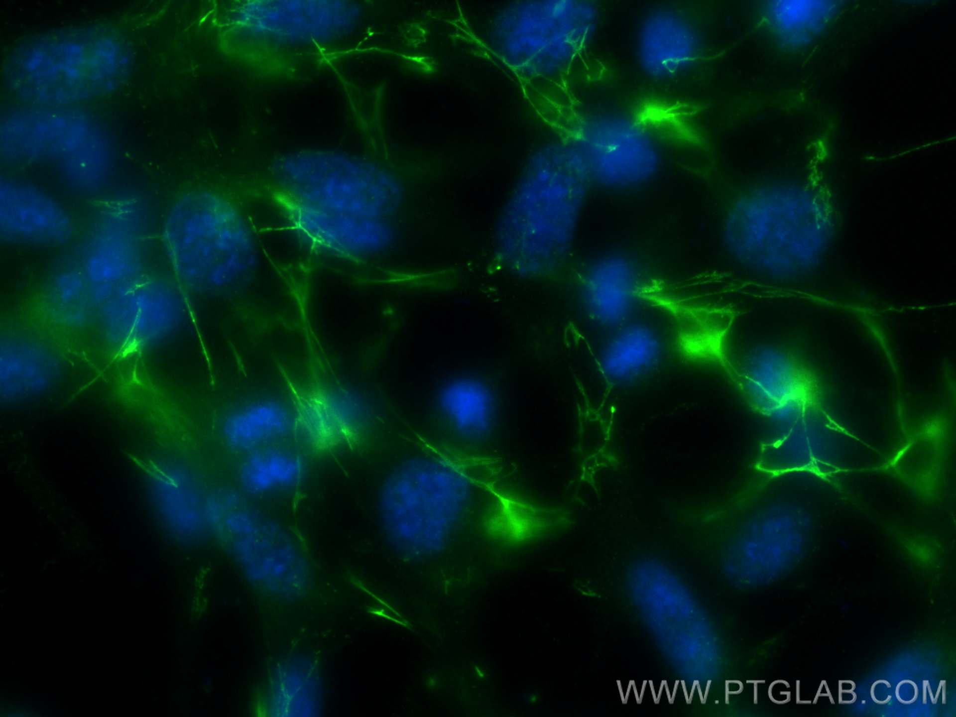 IF Staining of NIH/3T3 using 15613-1-AP