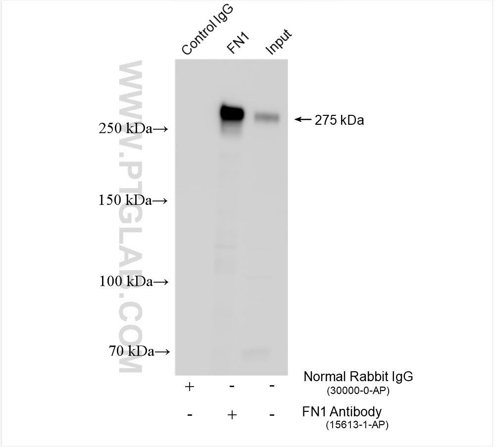 IP experiment of NIH/3T3 using 15613-1-AP