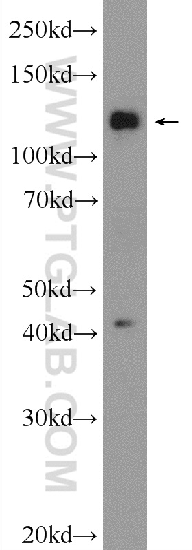 WB analysis of HEK-293 using 25240-1-AP