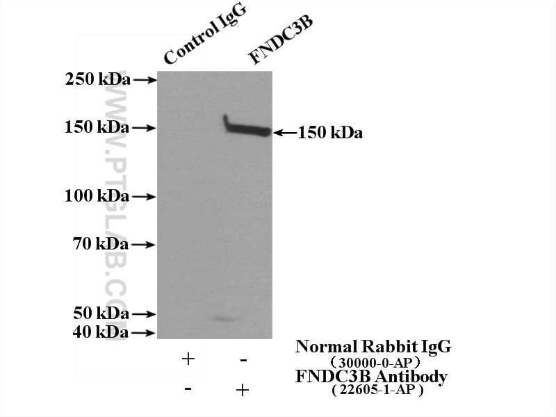 IP experiment of HepG2 using 22605-1-AP